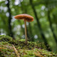 Unveiling the Mystical Power of Mushrooms: Nature's Hidden Treasures