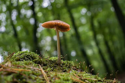 Unveiling the Mystical Power of Mushrooms: Nature's Hidden Treasures